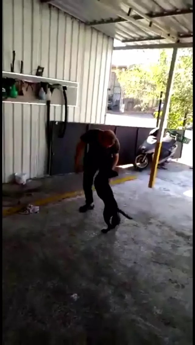 İş yerinin bahçesinden köpeği böyle çaldı