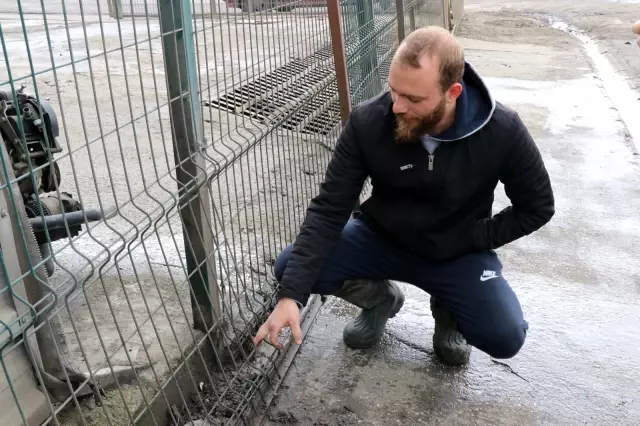 İş yerinin bahçesinden köpeği böyle çaldı