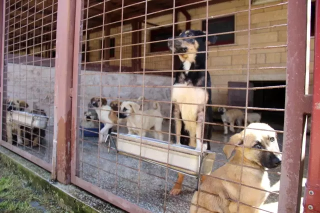 Kötü şartlar altında bakılan 97 köpek, tedavi altına alındı Kötü şartlar altında bakılan 97 köpek, tedavi altına alındı
