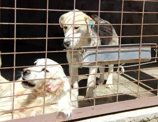 Kötü şartlar altında bakılan 97 köpek, tedavi altına alındı