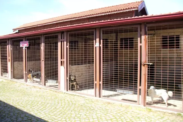 Kötü şartlar altında bakılan 97 köpek, tedavi altına alındı