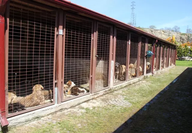 Kötü şartlar altında bakılan 97 köpek, tedavi altına alındı