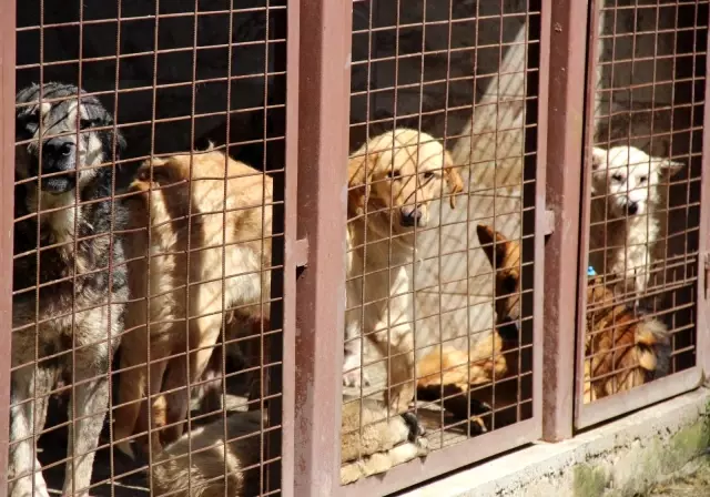 Kötü şartlar altında bakılan 97 köpek, tedavi altına alındı