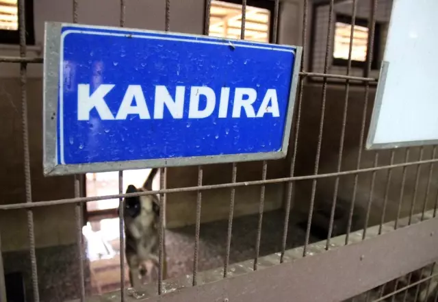 Kötü şartlar altında bakılan 97 köpek, tedavi altına alındı
