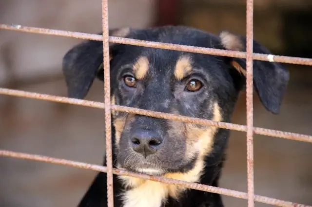Kötü şartlar altında bakılan 97 köpek, tedavi altına alındı