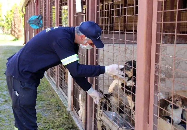Kötü şartlar altında bakılan 97 köpek, tedavi altına alındı