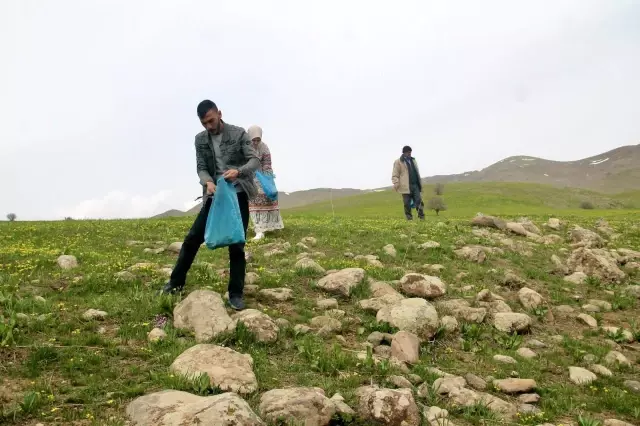 Şifa deposu çiriş otu için kilometrelerce yol gidiyorlar Şifa deposu çiriş otu için kilometrelerce yol gidiyorlar