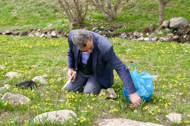 Şifa deposu çiriş otu için kilometrelerce yol gidiyorlar Şifa deposu çiriş otu için kilometrelerce yol gidiyorlar