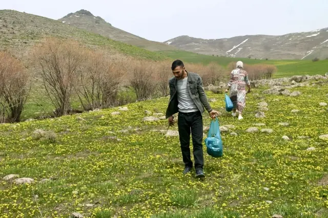 Şifa deposu çiriş otu için kilometrelerce yol gidiyorlar Şifa deposu çiriş otu için kilometrelerce yol gidiyorlar