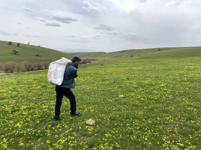 Şifa deposu çiriş otu için kilometrelerce yol gidiyorlar Şifa deposu çiriş otu için kilometrelerce yol gidiyorlar