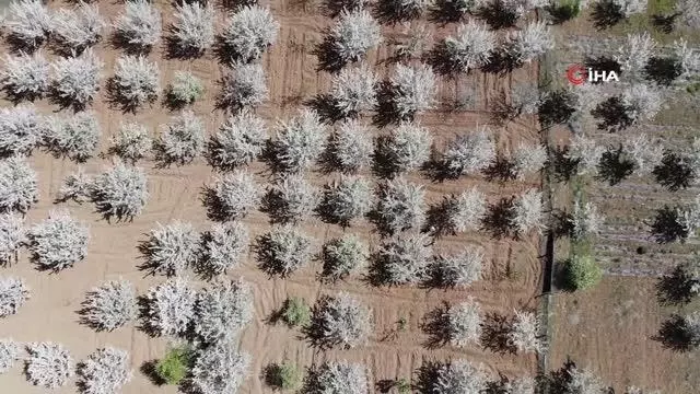 Tarihi Harput Mahallesi kiraz çiçekleriyle beyaza büründü