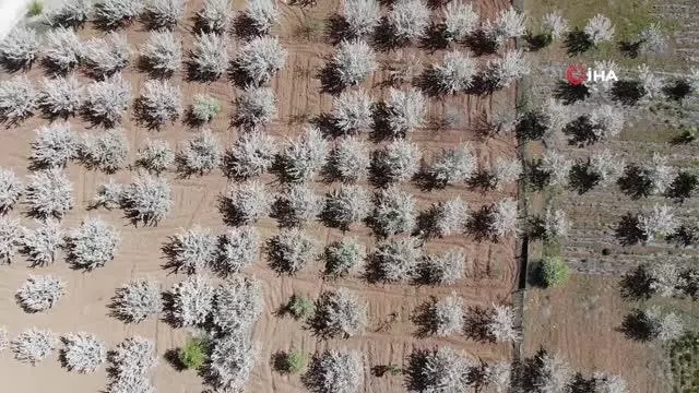 Tarihi Harput Mahallesi kiraz çiçekleriyle beyaza büründü