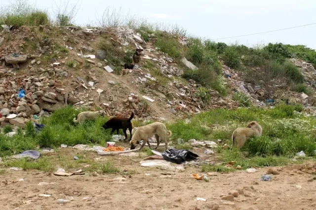 Yıllardır can dostlarına umut oluyorlar