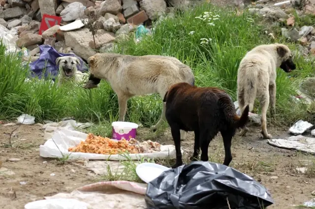 Yıllardır can dostlarına umut oluyorlar