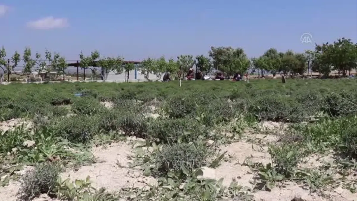 Zahter hasadı başladı