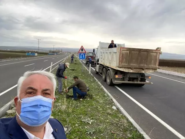 Arpaçay Belediyesi refüjleri ağaçlandıryor Arpaçay Belediyesi refüjleri ağaçlandıryor