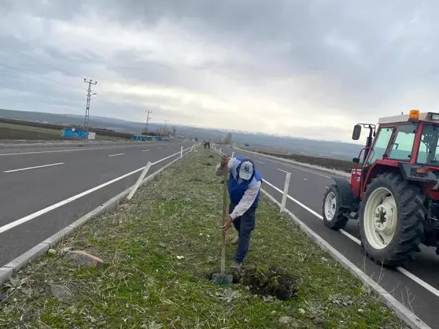 Arpaçay Belediyesi refüjleri ağaçlandıryor Arpaçay Belediyesi refüjleri ağaçlandıryor