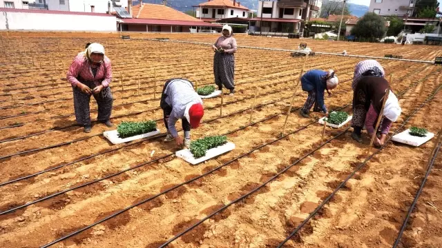 Emcelli Biberlerini, genç kuşaklar yetişmeye başladı Emcelli Biberlerini, genç kuşaklar yetişmeye başladı