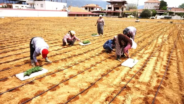 Emcelli Biberlerini, genç kuşaklar yetişmeye başladı Emcelli Biberlerini, genç kuşaklar yetişmeye başladı