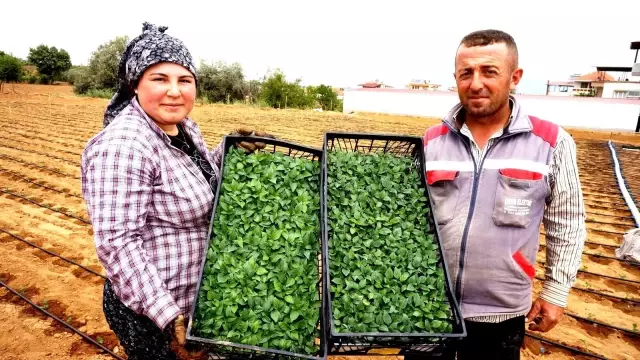 Emcelli Biberlerini, genç kuşaklar yetişmeye başladı Emcelli Biberlerini, genç kuşaklar yetişmeye başladı