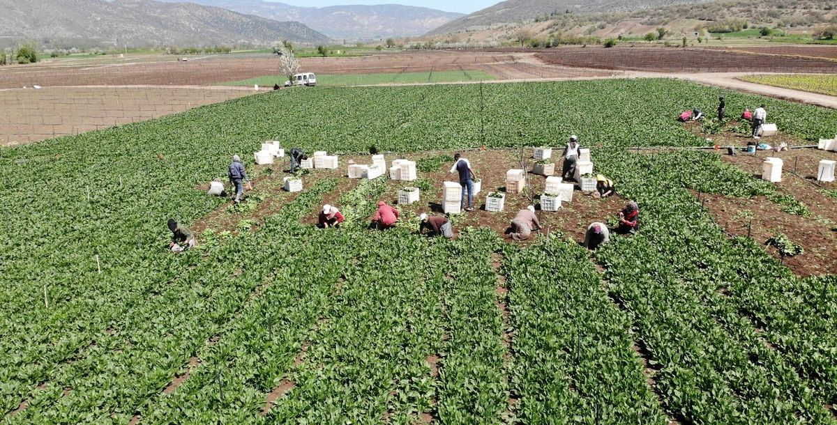 Ispanağın fiyatı yüzde 50 düştü, yine de tezgahta kaldı
