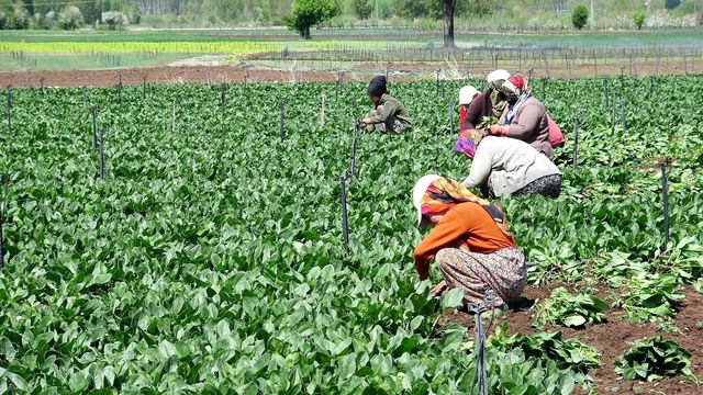 Ispanağın fiyatı yüzde 50 düştü, yine de tezgahta kaldı