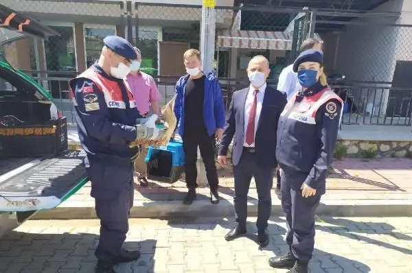 Son dakika haber... Jandarmanın bulduğu, nesli tükenmekte olan balabana tedavi Son dakika haber... Jandarmanın bulduğu, nesli tükenmekte olan balabana tedavi