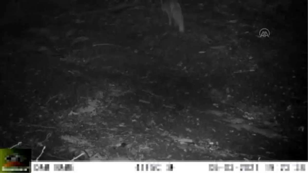 KIRIKKALE - Yaban hayatı fotokapanla görüntülendi