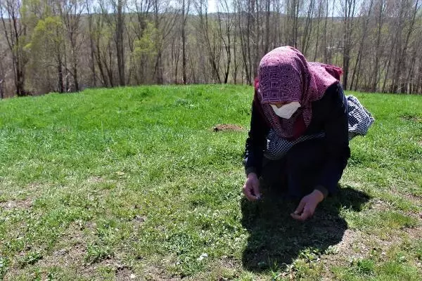 KIZILDAĞ ETEKLERİNDE KADINLARIN 'MADIMAK' MESAİSİ KIZILDAĞ ETEKLERİNDE KADINLARIN 'MADIMAK' MESAİSİ