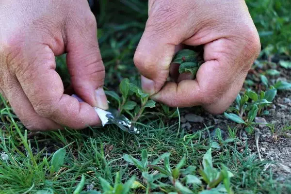 KIZILDAĞ ETEKLERİNDE KADINLARIN 'MADIMAK' MESAİSİ KIZILDAĞ ETEKLERİNDE KADINLARIN 'MADIMAK' MESAİSİ