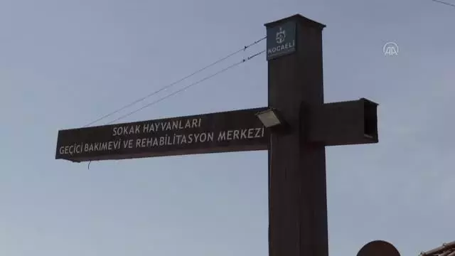 Koruma altına alınan 97 köpek tedavilerinin ardından sahiplendirilecek Koruma altına alınan 97 köpek tedavilerinin ardından sahiplendirilecek