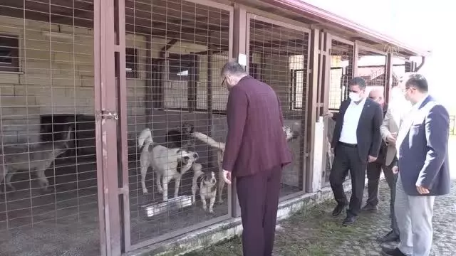 Koruma altına alınan 97 köpek tedavilerinin ardından sahiplendirilecek