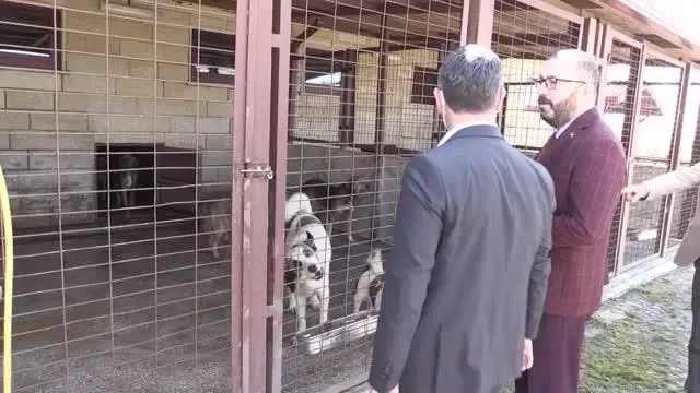 Koruma altına alınan 97 köpek tedavilerinin ardından sahiplendirilecek