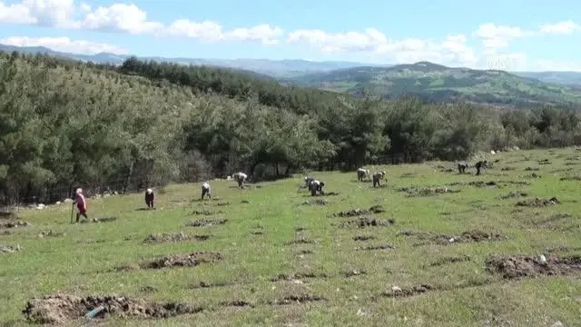 Manisalı kadınlar Ege'nin dağlarına gelir getirici ağaç türleri dikiyor Manisalı kadınlar Ege'nin dağlarına gelir getirici ağaç türleri dikiyor