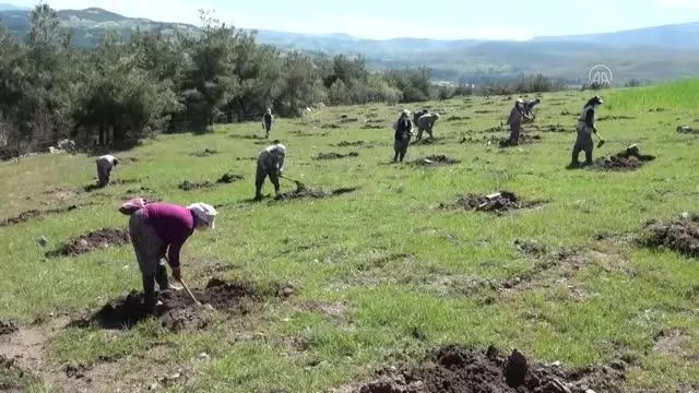 Manisalı kadınlar Ege'nin dağlarına gelir getirici ağaç türleri dikiyor Manisalı kadınlar Ege'nin dağlarına gelir getirici ağaç türleri dikiyor