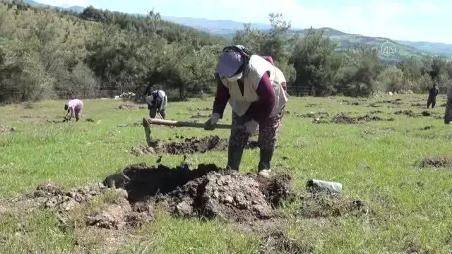 Manisalı kadınlar Ege'nin dağlarına gelir getirici ağaç türleri dikiyor Manisalı kadınlar Ege'nin dağlarına gelir getirici ağaç türleri dikiyor