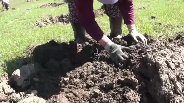 Manisalı kadınlar Ege'nin dağlarına gelir getirici ağaç türleri dikiyor Manisalı kadınlar Ege'nin dağlarına gelir getirici ağaç türleri dikiyor