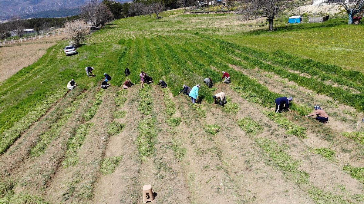 Kilosu 40 bin lira! 'Dünyanın en pahalı baharatı' olarak adlandırılan safranda sezon başladı