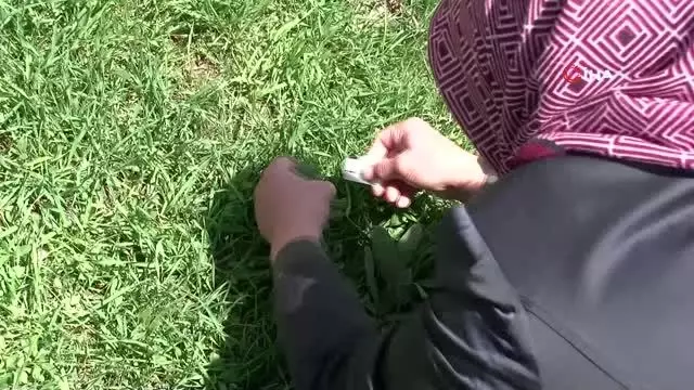 Sivas'ta madımak sezonu açıldı Sivas'ta madımak sezonu açıldı