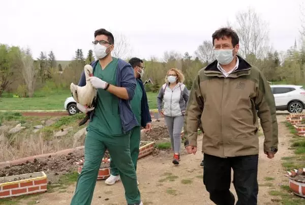 TEDAVİSİ TAMAMLANAN PELİKAN VE LEYLEK DOĞAYA SALINDI TEDAVİSİ TAMAMLANAN PELİKAN VE LEYLEK DOĞAYA SALINDI