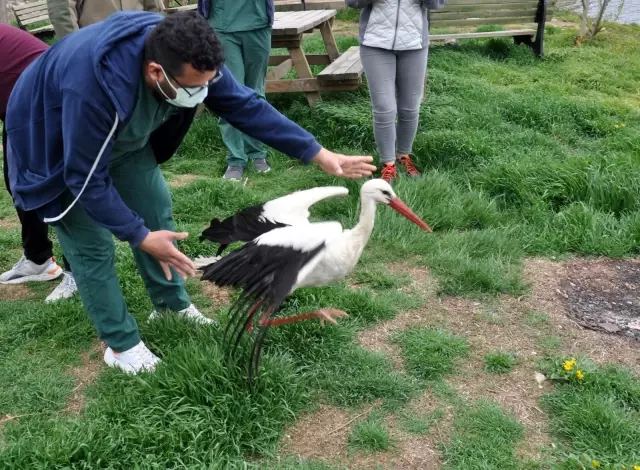 Tedavisi tamamlanan pelikan ve leylek doğaya bırakıldı Tedavisi tamamlanan pelikan ve leylek doğaya bırakıldı