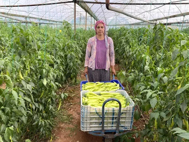 17 günlük tam kapanma öncesi seralarda ürün toplama telaşı başladı 17 günlük tam kapanma öncesi seralarda ürün toplama telaşı başladı
