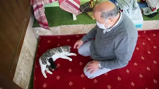 Anne kedi ile minik yavrusuna mescit 'yuva' oldu Anne kedi ile minik yavrusuna mescit 'yuva' oldu