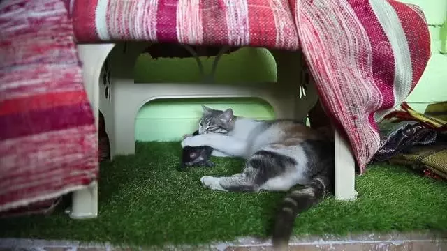 Anne kedi ile minik yavrusuna mescit 'yuva' oldu Anne kedi ile minik yavrusuna mescit 'yuva' oldu