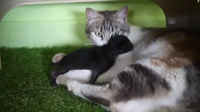 Anne kedi ile minik yavrusuna mescit 'yuva' oldu Anne kedi ile minik yavrusuna mescit 'yuva' oldu