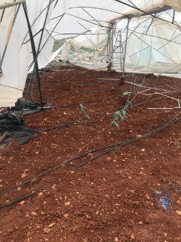 Antalya'da hortum; sera yıkıldı, fideler zarar gördü Antalya'da hortum; sera yıkıldı, fideler zarar gördü