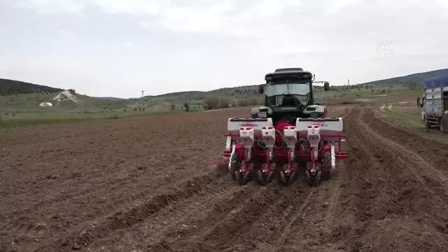 Atıl durumdaki 350 dekar tarım arazisine ayçiçeği ekildi Atıl durumdaki 350 dekar tarım arazisine ayçiçeği ekildi