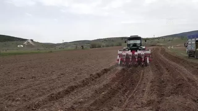 Atıl durumdaki 350 dekar tarım arazisine ayçiçeği ekildi Atıl durumdaki 350 dekar tarım arazisine ayçiçeği ekildi