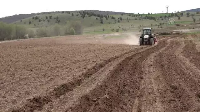 Atıl durumdaki 350 dekar tarım arazisine ayçiçeği ekildi Atıl durumdaki 350 dekar tarım arazisine ayçiçeği ekildi