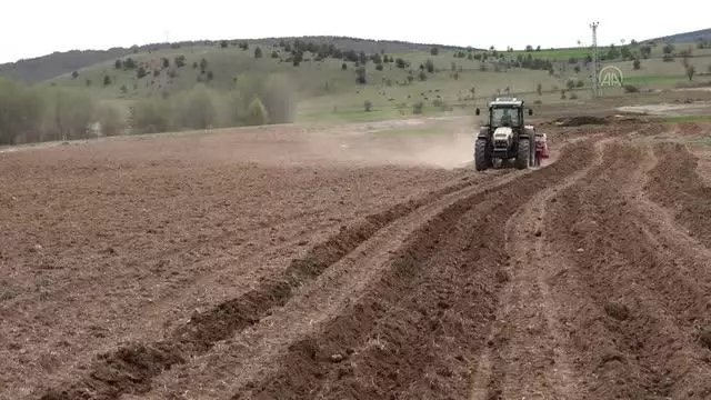 Atıl durumdaki 350 dekar tarım arazisine ayçiçeği ekildi Atıl durumdaki 350 dekar tarım arazisine ayçiçeği ekildi